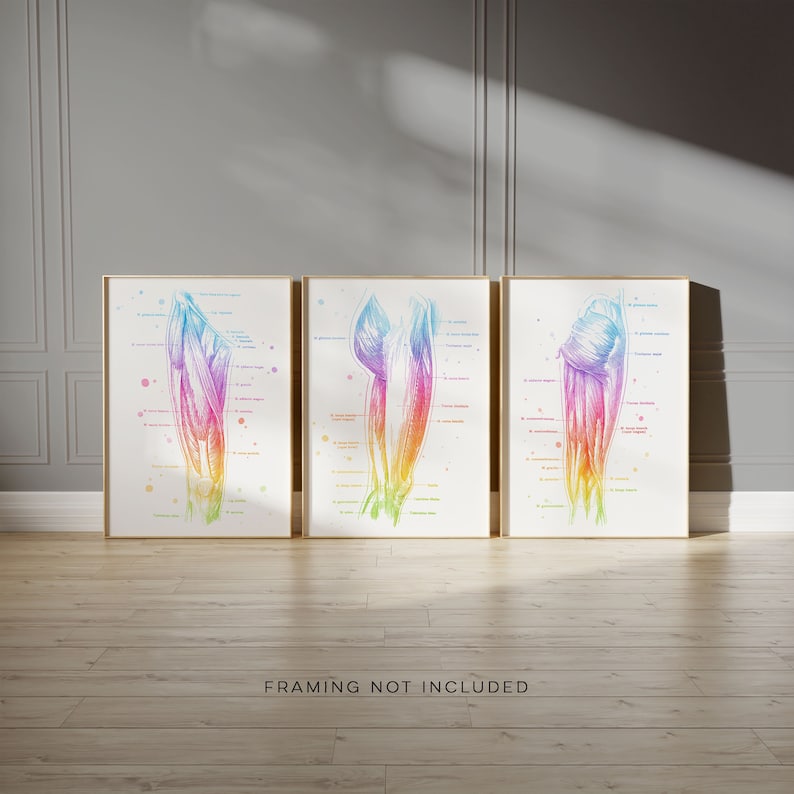 Massage Therapist Gift Set - Physical Therapist Gift Set - Massage Decor - Thigh Muscle Anatomy - Set of 3 Prints - Med Student Gift