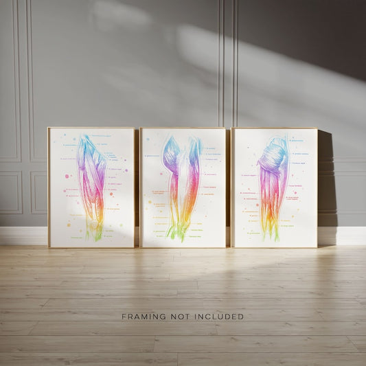 Massage Therapist Gift Set - Physical Therapist Gift Set - Massage Decor - Thigh Muscle Anatomy - Set of 3 Prints - Med Student Gift