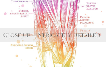 Physical Therapist Gift - Massage Therapist Gift - Hand Muscle Anatomy - Foot Muscle Anatomy - Set of 2 - Watercolor Wall Art