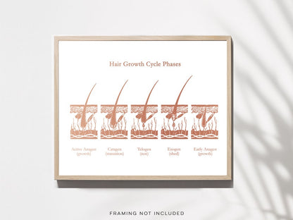 Esthetician Gift - Hair Growth Cycle Phases - Dermatologist Gift - Dermatology Print - Medical Aesthetics - Gold Foil Print