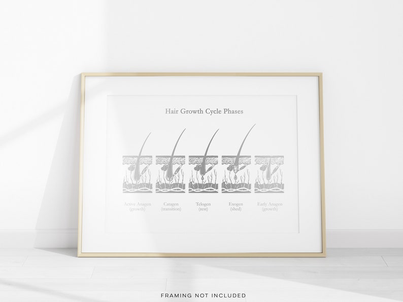Esthetician Gift - Hair Growth Cycle Phases - Dermatologist Gift - Dermatology Print - Medical Aesthetics - Gold Foil Print