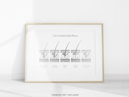 Esthetician Gift - Hair Growth Cycle Phases - Dermatologist Gift - Dermatology Print - Medical Aesthetics - Gold Foil Print