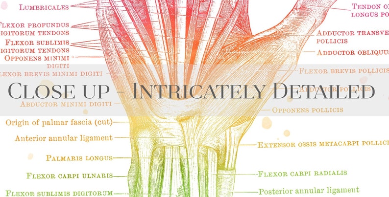 Physical Therapist Gift - Massage Therapist Gift - Hand Muscle Anatomy - Foot Muscle Anatomy - Set of 2 - Watercolor Wall Art