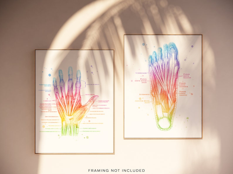 Physical Therapist Gift - Massage Therapist Gift - Hand Muscle Anatomy - Foot Muscle Anatomy - Set of 2 - Watercolor Wall Art