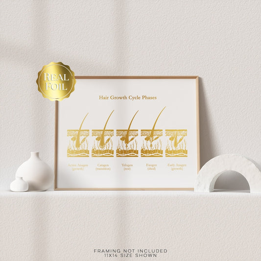 Esthetician Gift - Hair Growth Cycle Phases - Dermatologist Gift - Dermatology Print - Medical Aesthetics - Gold Foil Print
