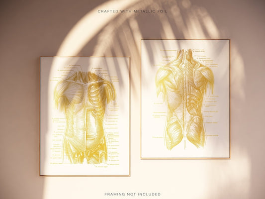 Massage Therapist Gift - Muscle Anatomy - Physical Therapist Gifts - Massage Decor - Gym Decor - Gold Foil Print - Med Student Gift