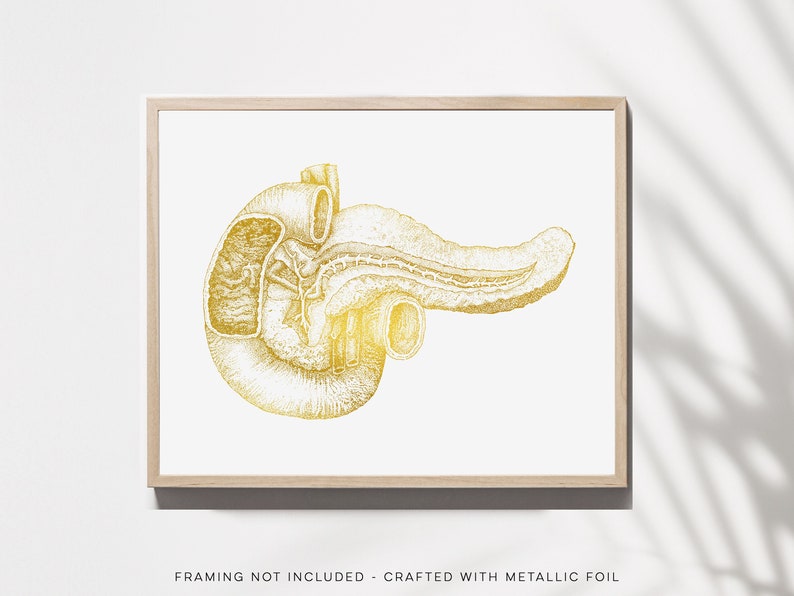 Pancreas Art - Pancreas Anatomy - Gold Anatomy Art - Anatomy Decor - Human Anatomy - Med Student Gift - Medical Office Decor - Hepatology