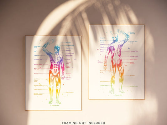 Physical Therapist Gift - Massage Therapist Gift - Masseuse - Occupational Therapy - Muscle Anatomy - Med Office Decor