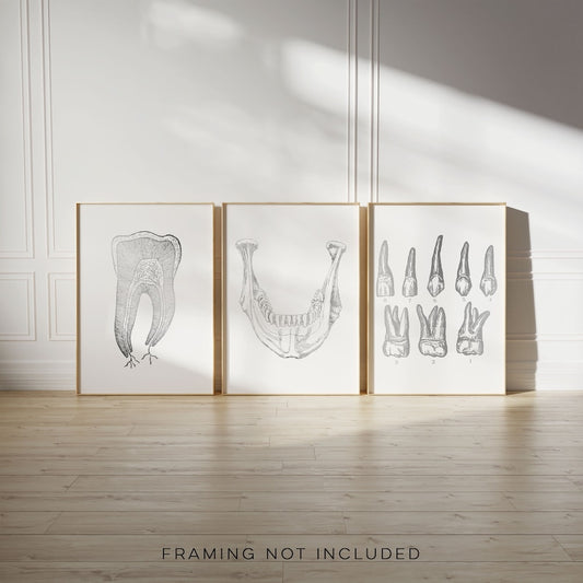 Dentist Gift - Orthodontist Gift - Dental Office Decor - Dental Anatomy Art Print Set - Dental Art - DDS Gift - DMD Gift