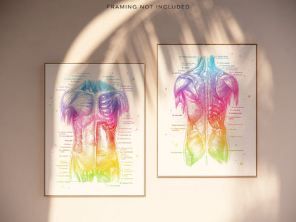 Physical Therapist Gift - Massage Therapist Gift - Muscle System - Human Anatomy - Muscle Anatomy