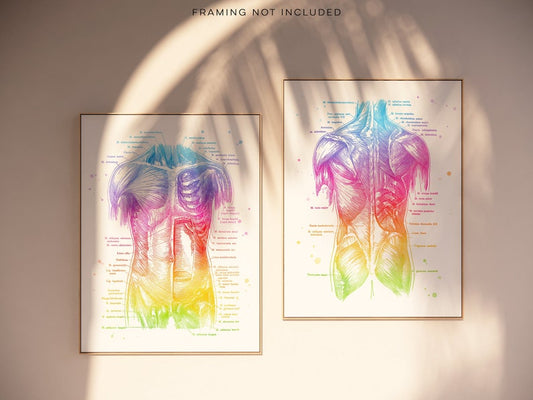 Physical Therapist Gift - Massage Therapist Gift - Muscle System - Human Anatomy - Muscle Anatomy