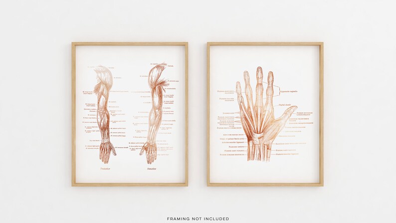 Physical Therapist Gifts - Hand Muscle Anatomy - Hand Massage Therapist Gift - Arm Muscle Anatomy - Massage Decor - Gold Foil Print