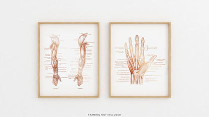 Physical Therapist Gifts - Hand Muscle Anatomy - Hand Massage Therapist Gift - Arm Muscle Anatomy - Massage Decor - Gold Foil Print