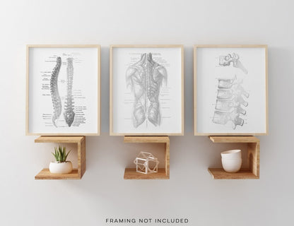 Chiropractor Gift - Chiropractor Office Decor - Gold Foil Print - Spine Anatomy - Osteopathy