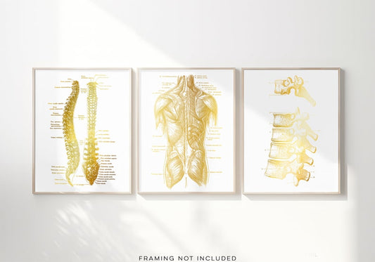 Chiropractor Gift - Chiropractor Office Decor - Gold Foil Print - Spine Anatomy - Osteopathy