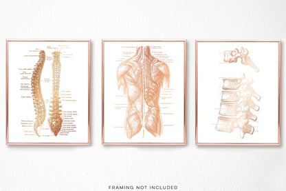 Chiropractor Gift - Chiropractor Office Decor - Gold Foil Print - Spine Anatomy - Osteopathy