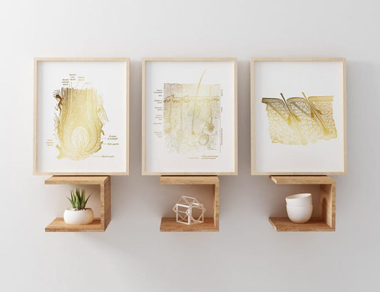 Foil Epidermis Art Print Set: Dermatology & Esthetician Office Decor