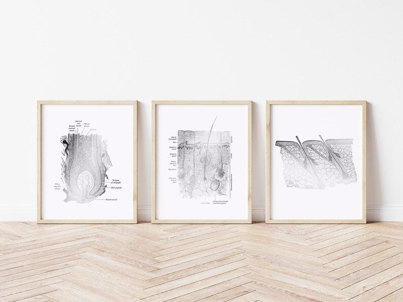Foil Epidermis Art Print Set: Dermatology & Esthetician Office Decor