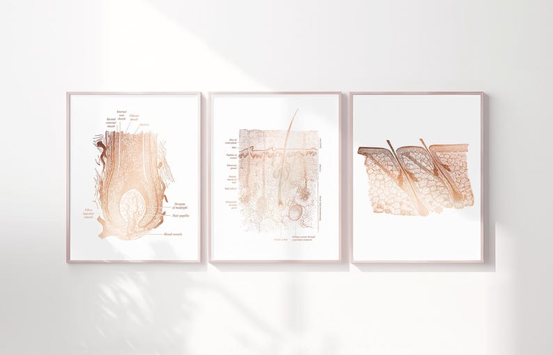 Foil Epidermis Art Print Set: Dermatology & Esthetician Office Decor