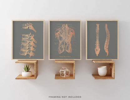 Custom Chiropractor Gift: Gold Foil Spine Art Print Set