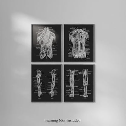 Physical Therapist Gift Set of 4 Gold Foil Prints - Physical Therapy Art - Massage Therapist Decor Gift - Doctor of Physical Therapy Poster