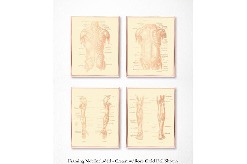 Physical Therapist Gift Set of 4 Gold Foil Prints - Physical Therapy Art - Massage Therapist Decor Gift - Doctor of Physical Therapy Poster
