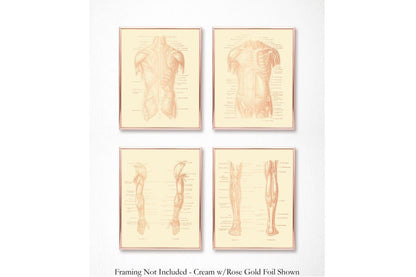 Physical Therapist Gift Set of 4 Gold Foil Prints - Physical Therapy Art - Massage Therapist Decor Gift - Doctor of Physical Therapy Poster