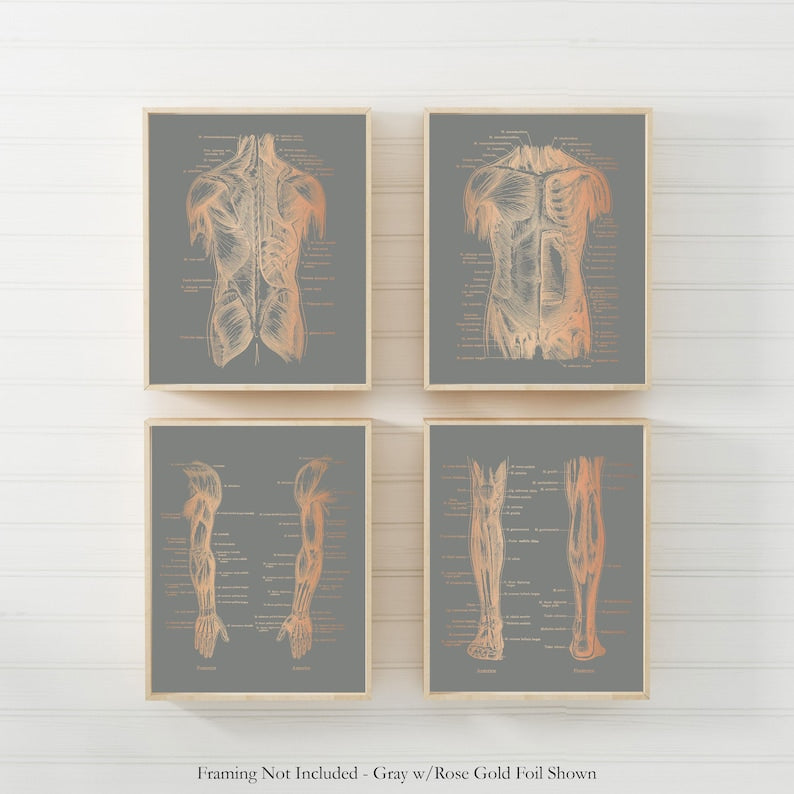 Physical Therapist Gift Set of 4 Gold Foil Prints - Physical Therapy Art - Massage Therapist Decor Gift - Doctor of Physical Therapy Poster
