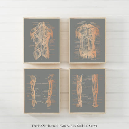 Physical Therapist Gift Set of 4 Gold Foil Prints - Physical Therapy Art - Massage Therapist Decor Gift - Doctor of Physical Therapy Poster