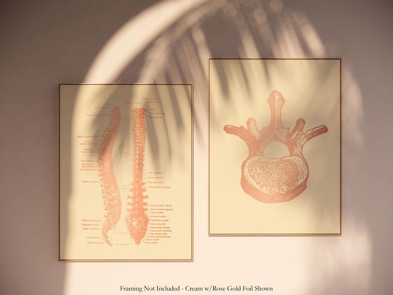 Gold Spinal Cord Art Print Set: Modern Chiropractic Office Decor