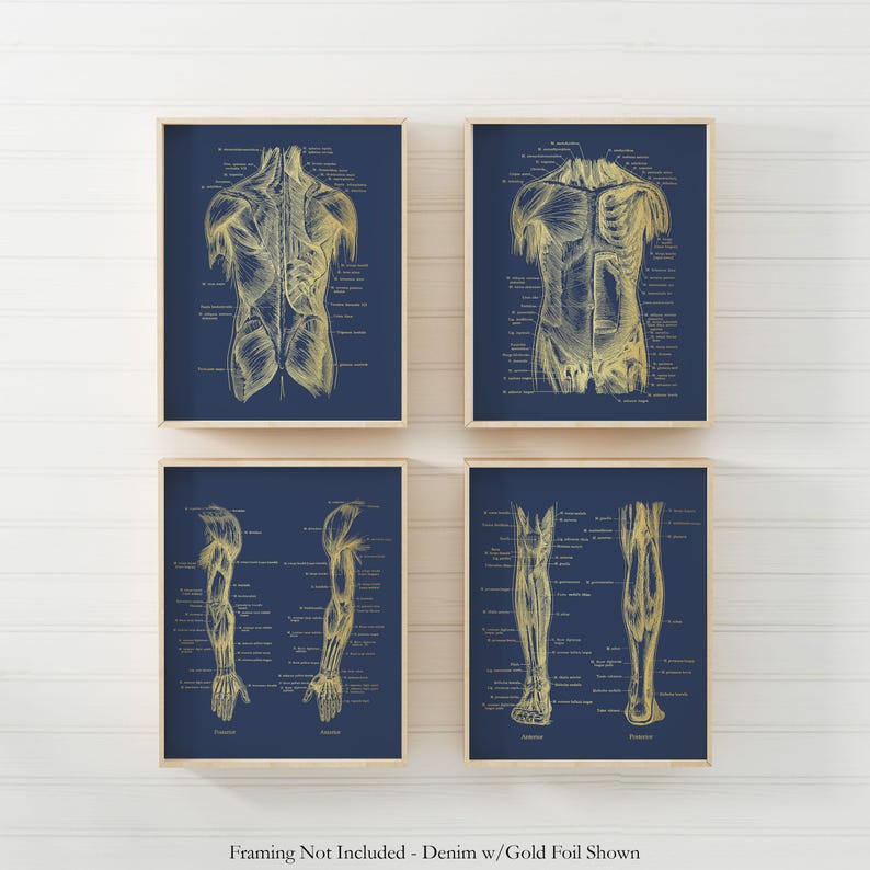 Physical Therapist Gift Set of 4 Gold Foil Prints - Physical Therapy Art - Massage Therapist Decor Gift - Doctor of Physical Therapy Poster