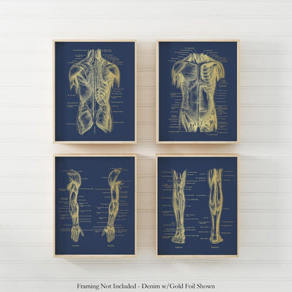 Physical Therapist Gift Set of 4 Gold Foil Prints - Physical Therapy Art - Massage Therapist Decor Gift - Doctor of Physical Therapy Poster