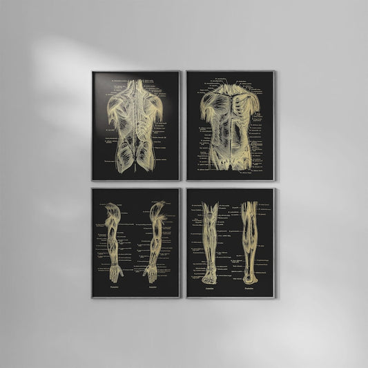 Physical Therapist Gift Set of 4 Gold Foil Prints - Physical Therapy Art - Massage Therapist Decor Gift - Doctor of Physical Therapy Poster