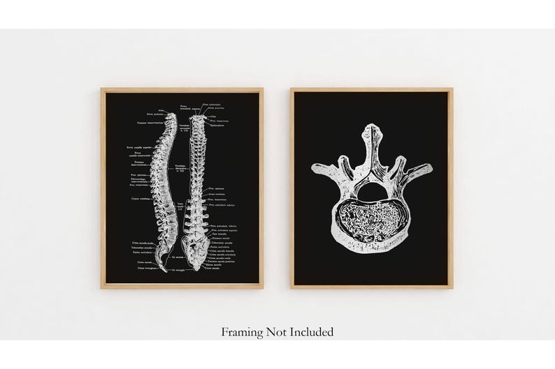 Gold Spinal Cord Art Print Set: Modern Chiropractic Office Decor