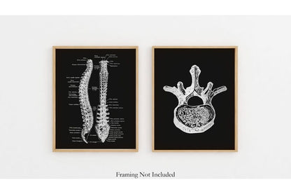 Gold Spinal Cord Art Print Set: Modern Chiropractic Office Decor