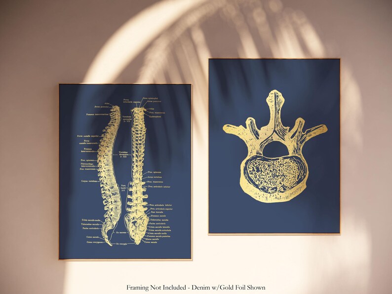Gold Spinal Cord Art Print Set: Modern Chiropractic Office Decor