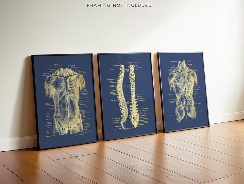 Gold Foil Anatomy Art Prints: Physical Therapy Decor (Set of 3)