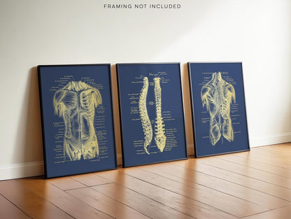 Gold Foil Anatomy Art Prints: Physical Therapy Decor (Set of 3)