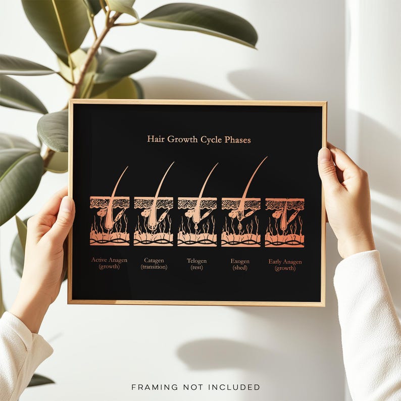 Gold Foil Hair Growth Cycle Phases Print: Esthetician Office Decor