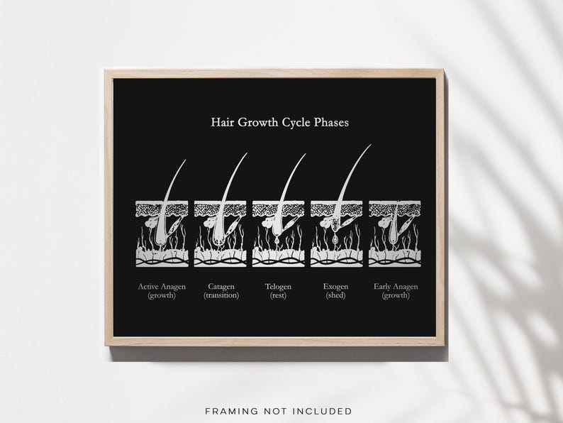 Gold Foil Hair Growth Cycle Phases Print: Esthetician Office Decor