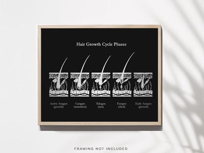Gold Foil Hair Growth Cycle Phases Print: Esthetician Office Decor