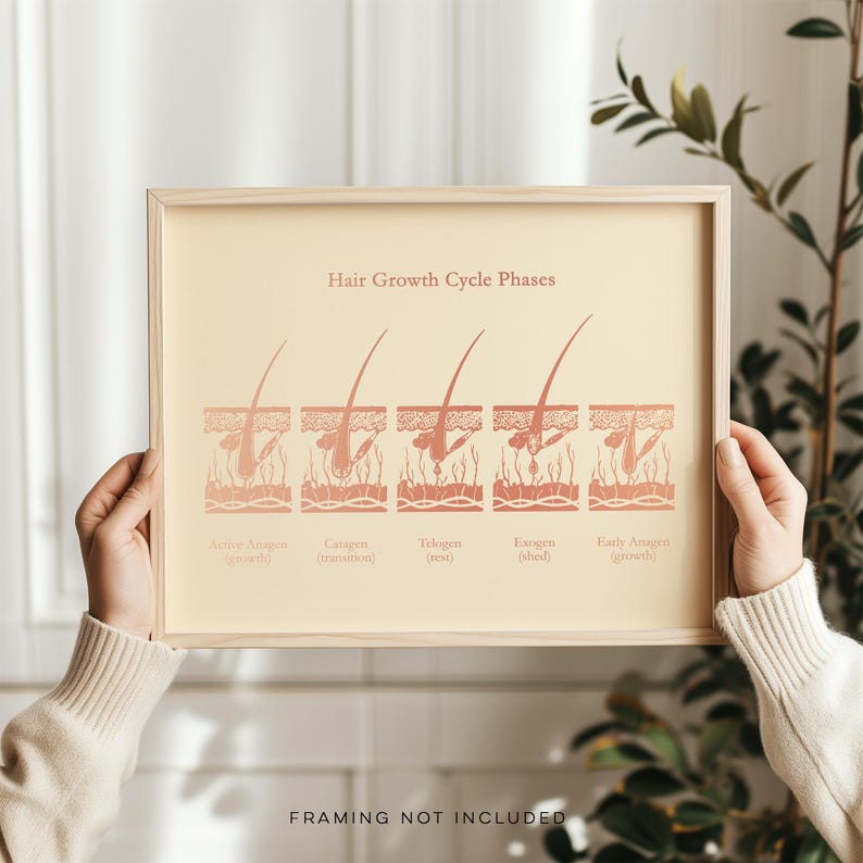 Gold Foil Hair Growth Cycle Phases Print: Esthetician Office Decor