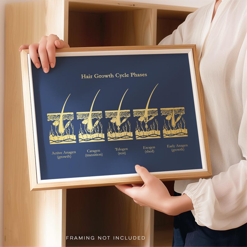 Gold Foil Hair Growth Cycle Phases Print: Esthetician Office Decor
