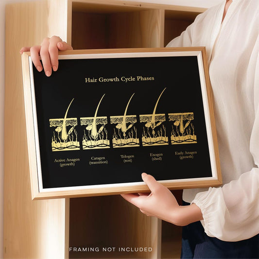 Gold Foil Hair Growth Cycle Phases Print: Esthetician Office Decor