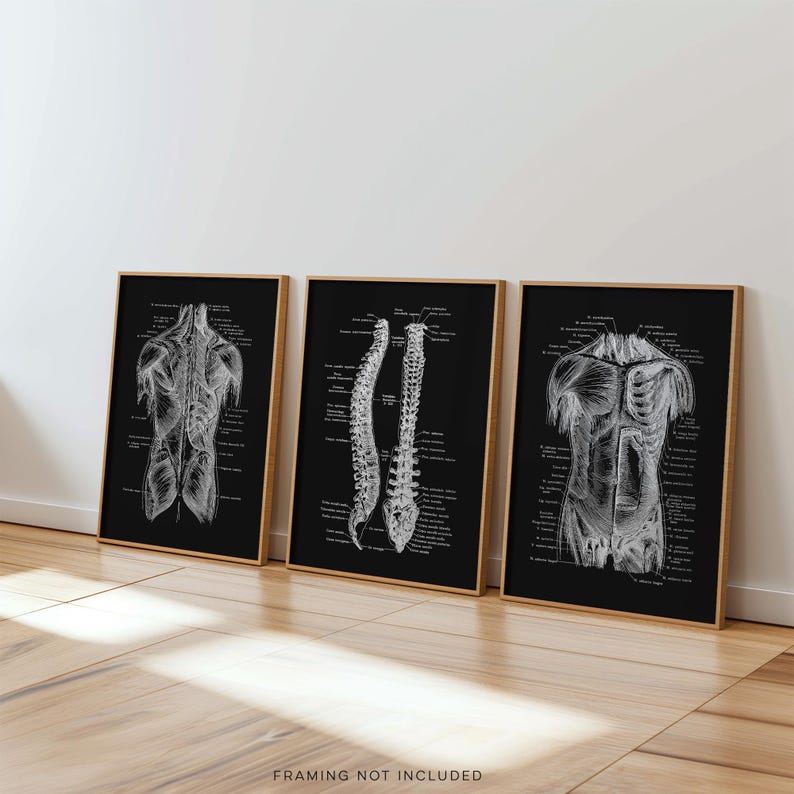 Gold Foil Anatomy Art Prints: Physical Therapy Decor (Set of 3)