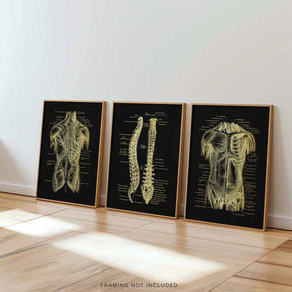 Gold Foil Anatomy Art Prints: Physical Therapy Decor (Set of 3)