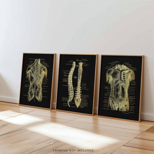 Gold Foil Anatomy Art Prints: Physical Therapy Decor (Set of 3)