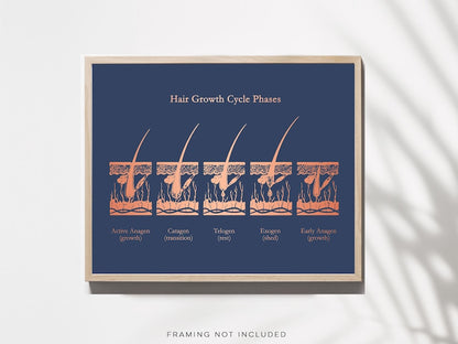 Gold Foil Hair Growth Cycle Phases Print: Esthetician Office Decor